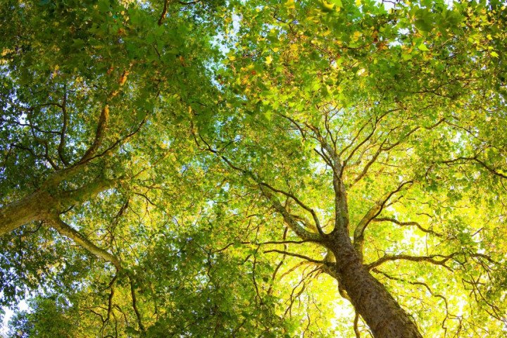 Yesil-buyuk-agaclar-2 Yeşil büyük ağaçlar