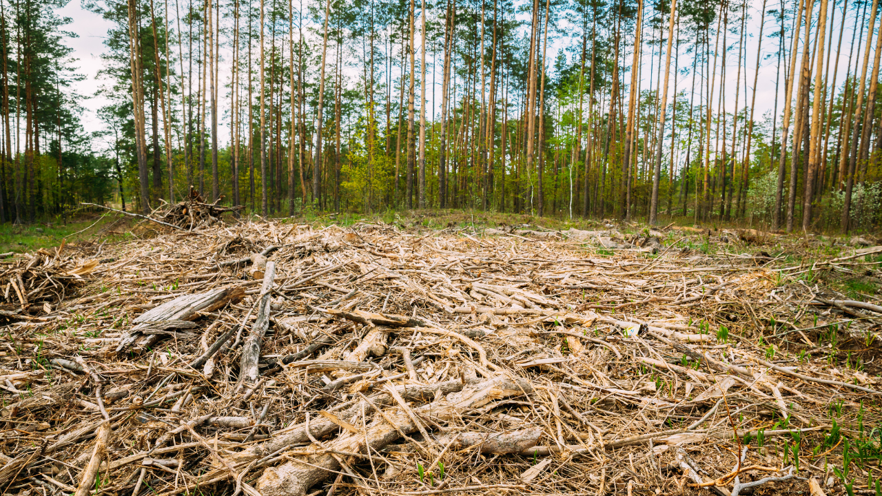deforestation-australia_1 Ormansızlaştırma
