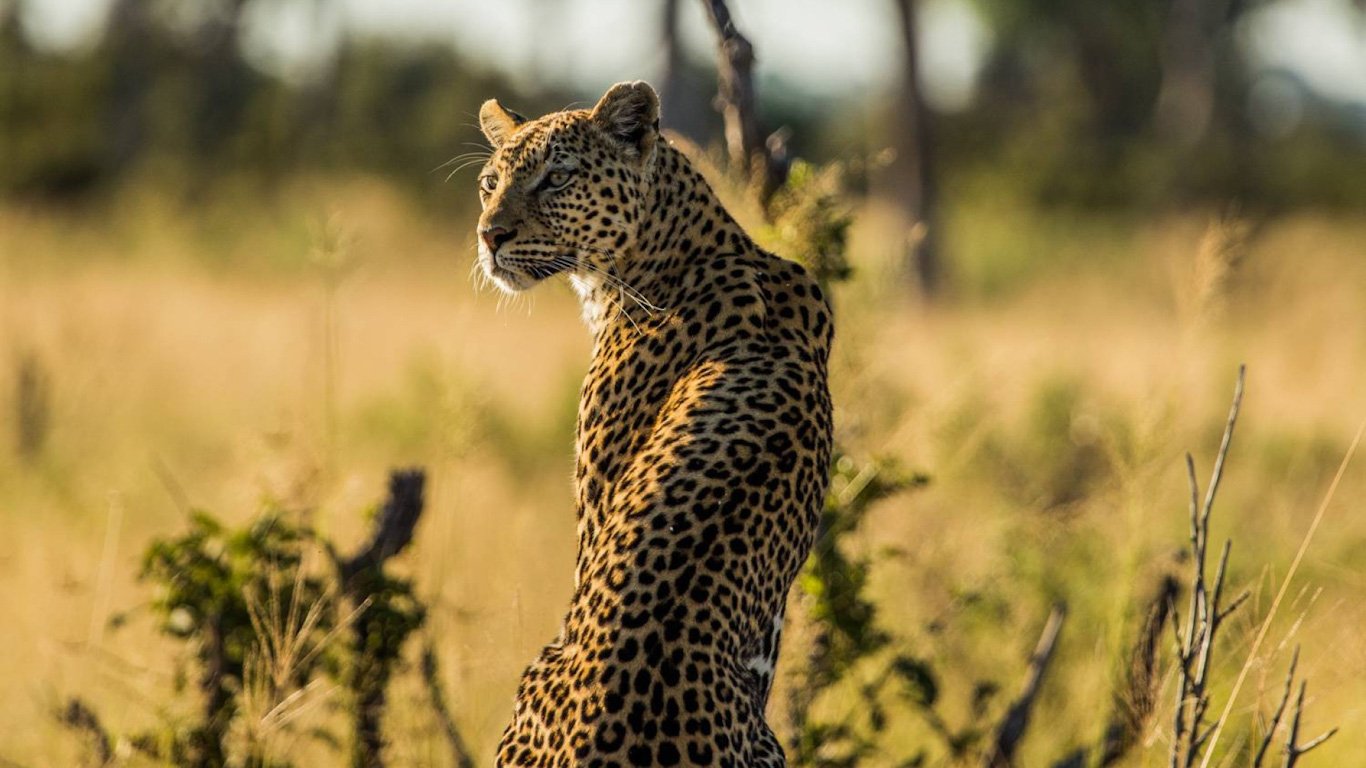 yırtıcılar ve avları - national geographic wild