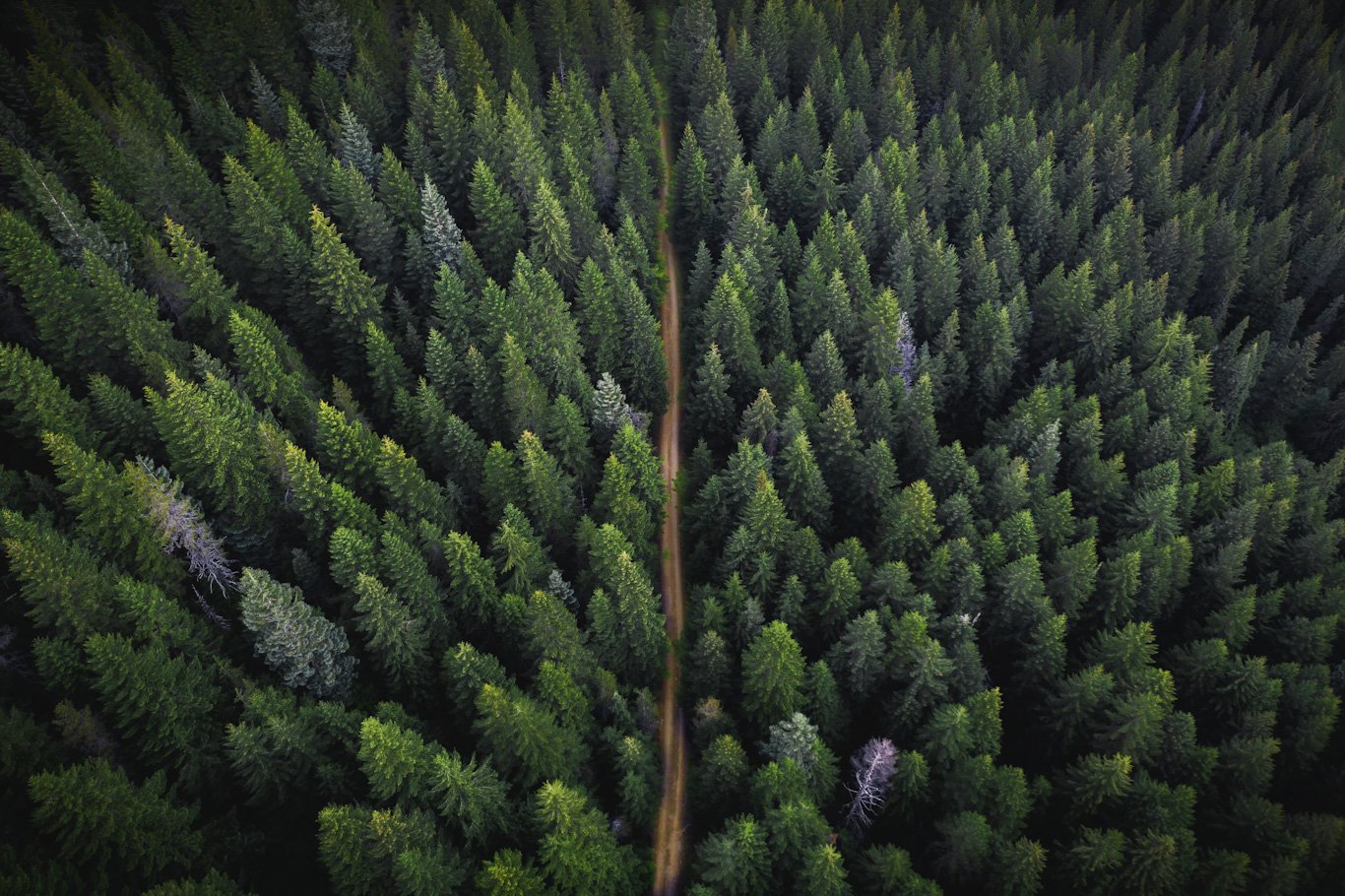 1744886822_WhatsApp_Image_2025_04_15_at_17.39_edited Green Gold Foundatin (GGF) ve Gaia Climate İklim Değişikliği ile Mücadele İçin Güçlerini Birleştirdi