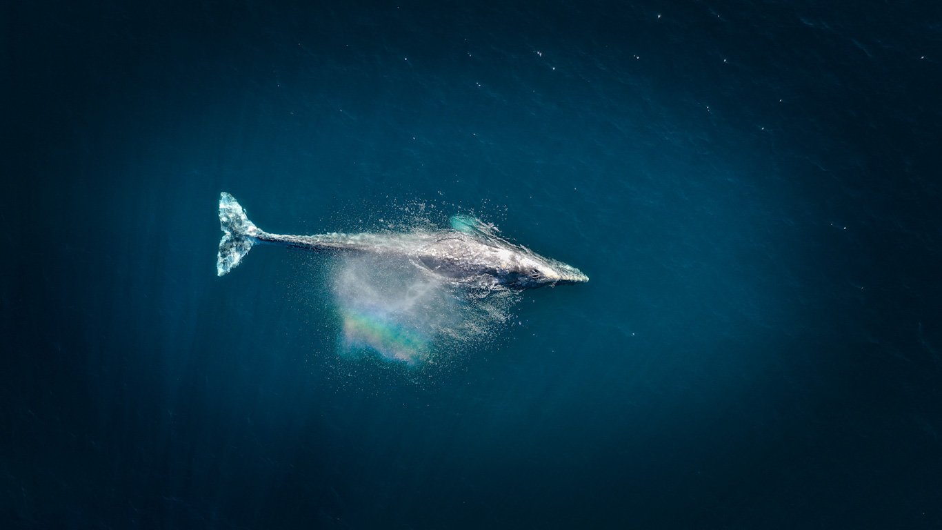 Dünyanın en yalnız balinası - mavi balina- unsplash