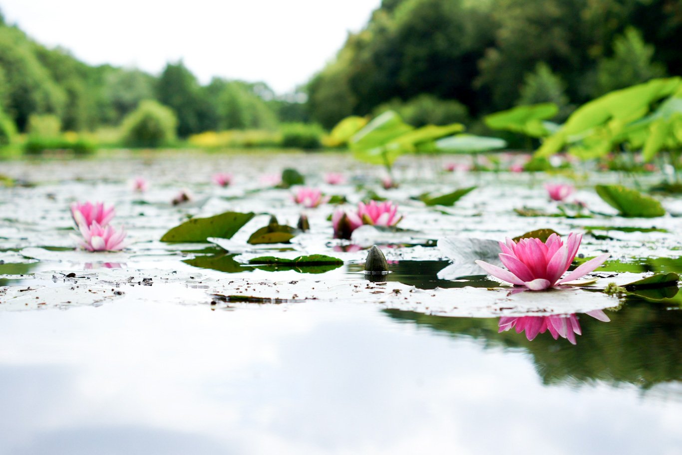 Sürdürülebilir Lüks: Lotus İpeği