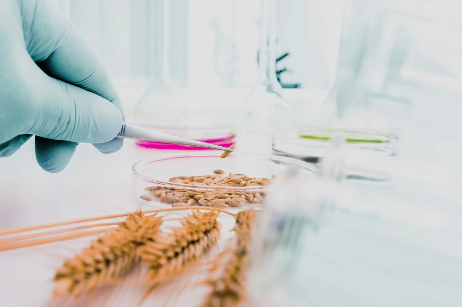 bu-plantbased bitki bazlı ürün gelişimi