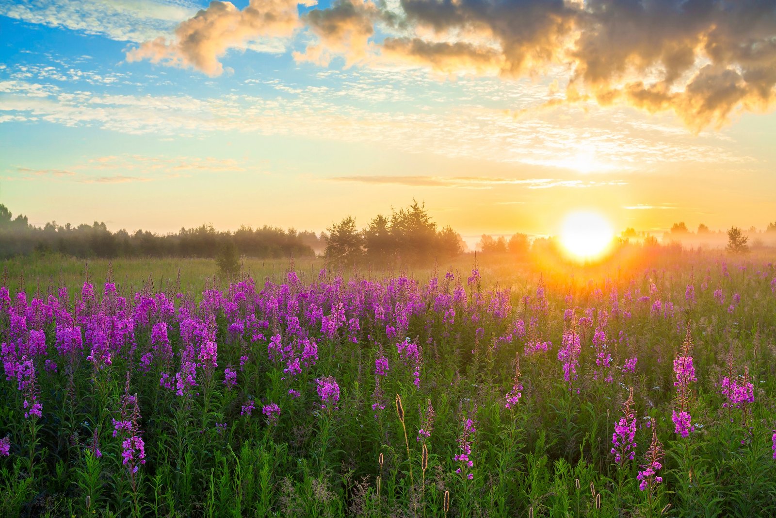 beautiful rural landscape with the sunrise, a blossoming meadow and fog