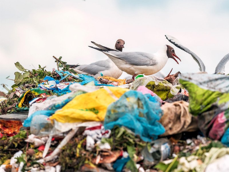 WWF’ten Plastik Kirliliğine Karşı Küresel Çağrı