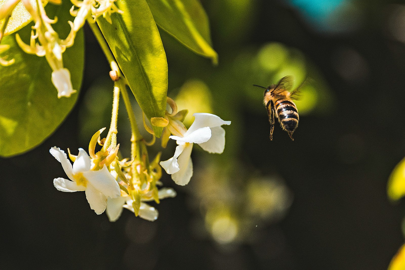 andrea-sonda-lfMh5cB030U-unsplash Arılar-pestisitler-tehlike