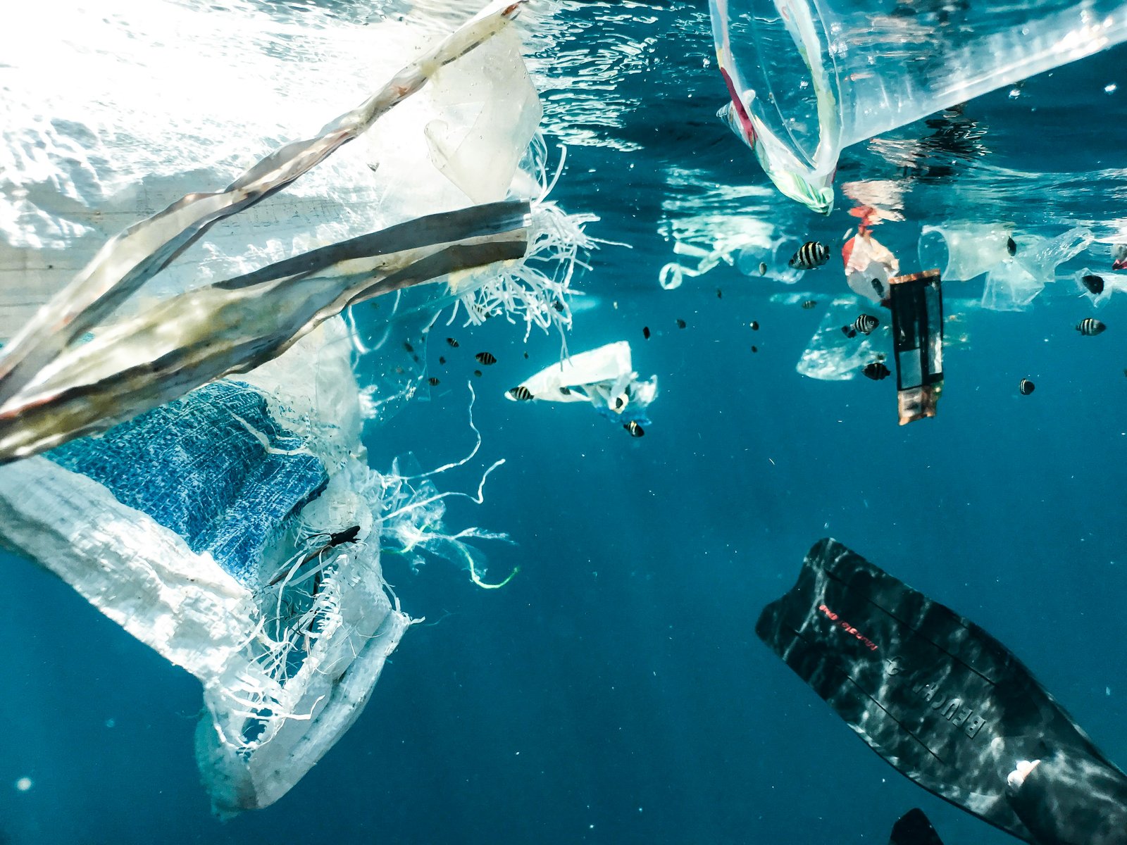 naja-bertolt-jensen-FxnqdmKBJps-unsplash okyanusta plastik kirliliği