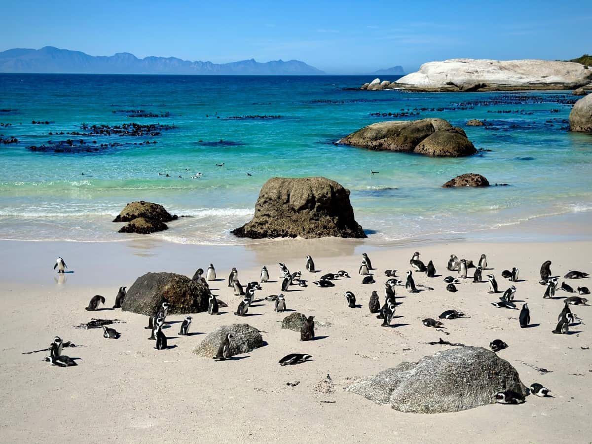 afrika-penguen Afrika Penguenleri