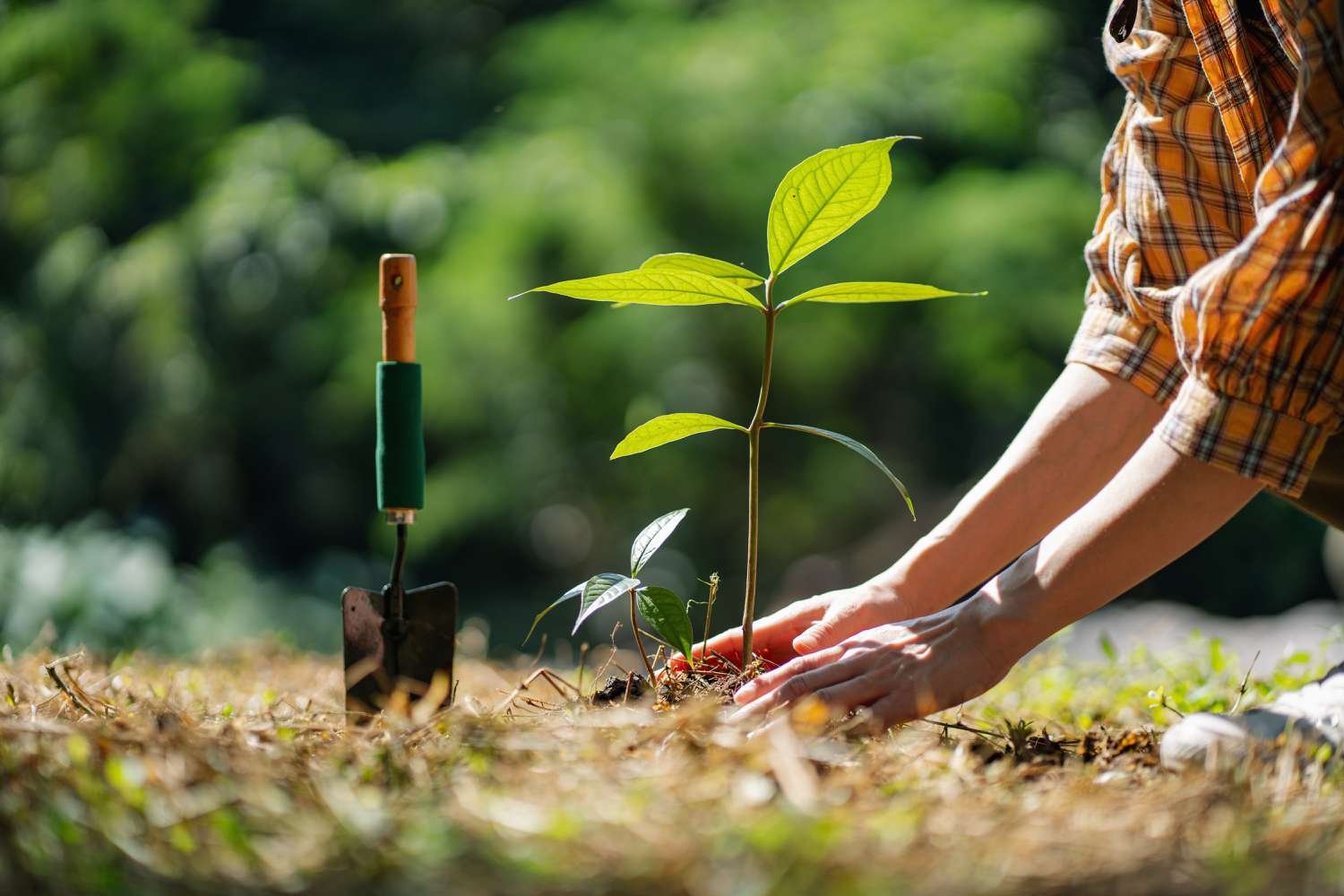 agaclandirma Afforestation-Ağaçlandırma
