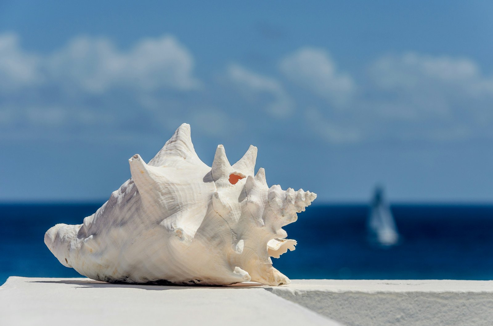 steve-adams-vk0zqWdpGLk-unsplash Deniz Kabuğu-Atık Yönetimi