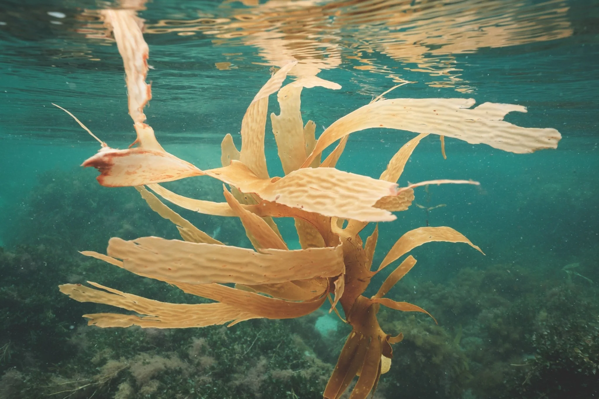Kelp Ormanları