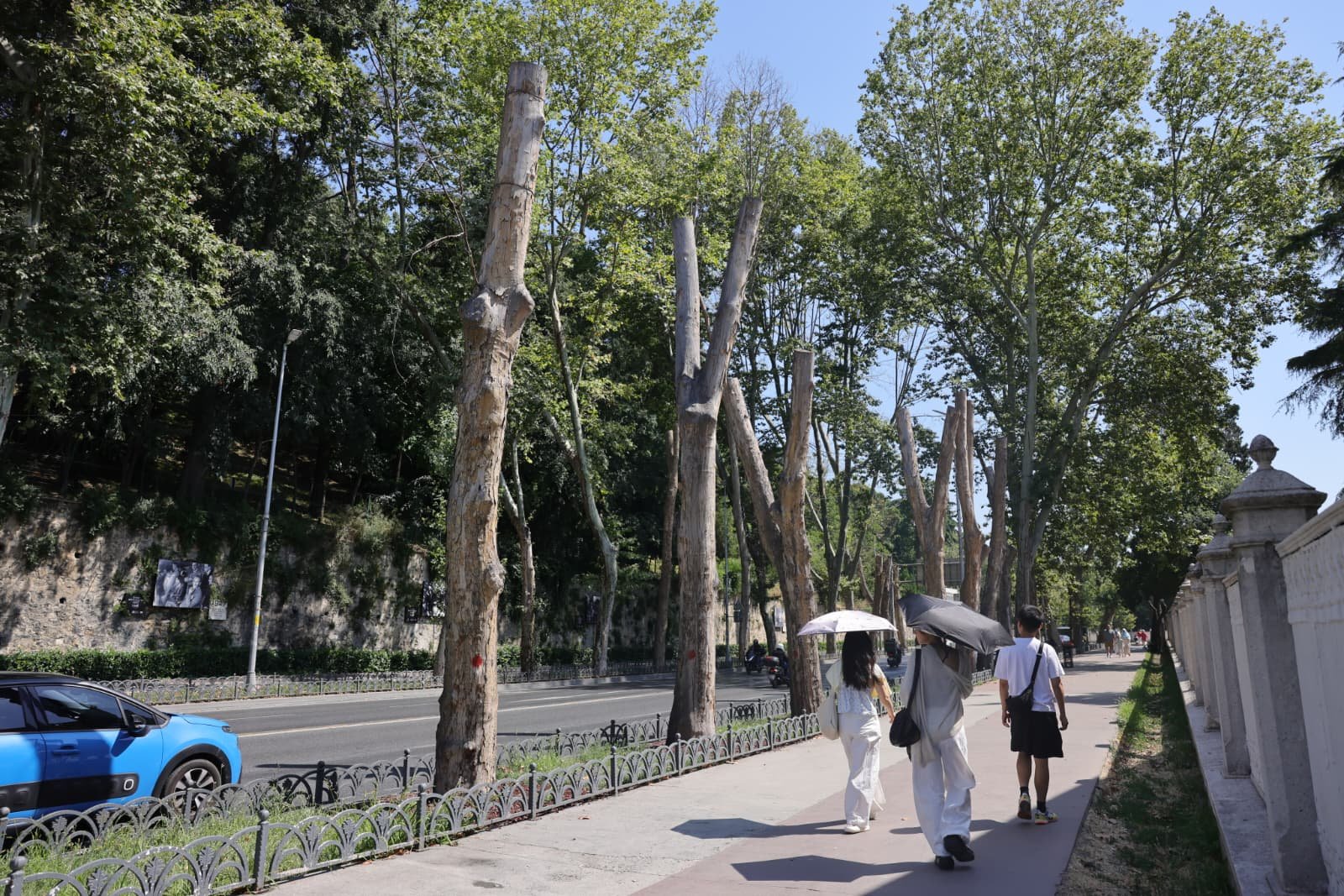 Çınar Kanseri