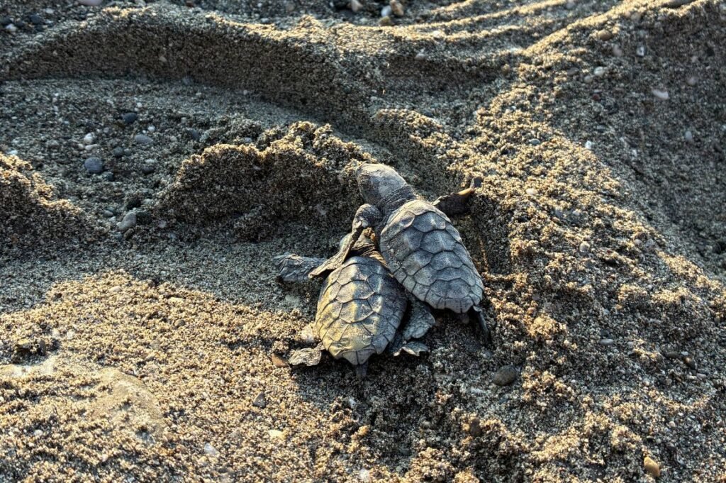 caretta caretta-üsküdar üniv