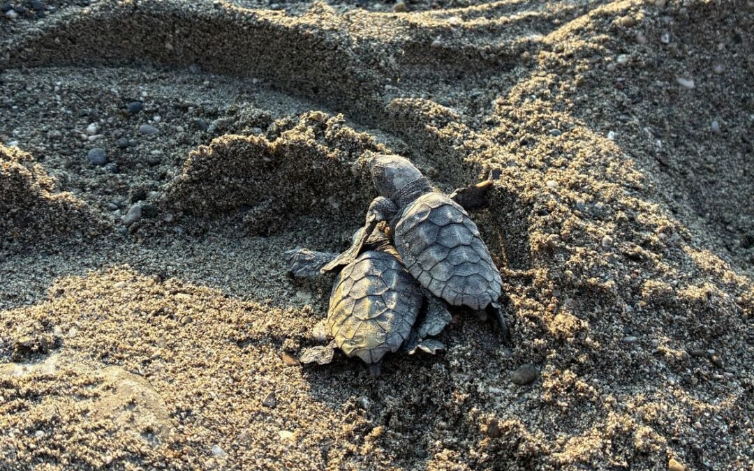 Üsküdar Üniversitesi Caretta Carettaların İzinde