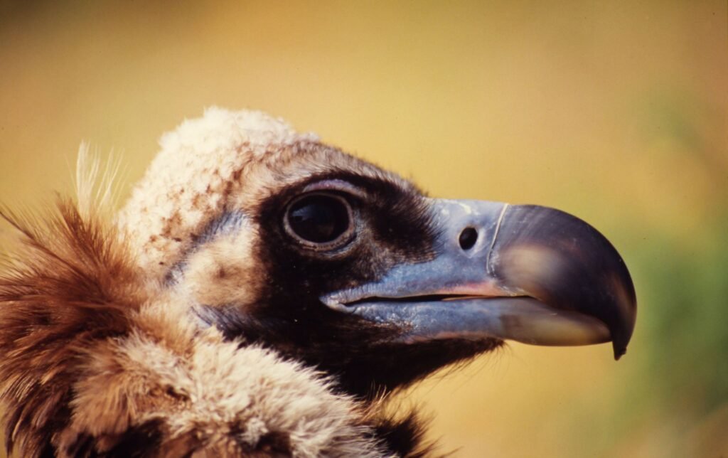 1788507797_Kara_Akbaba___Michel_Gunther_WWF WWF-Akbaba