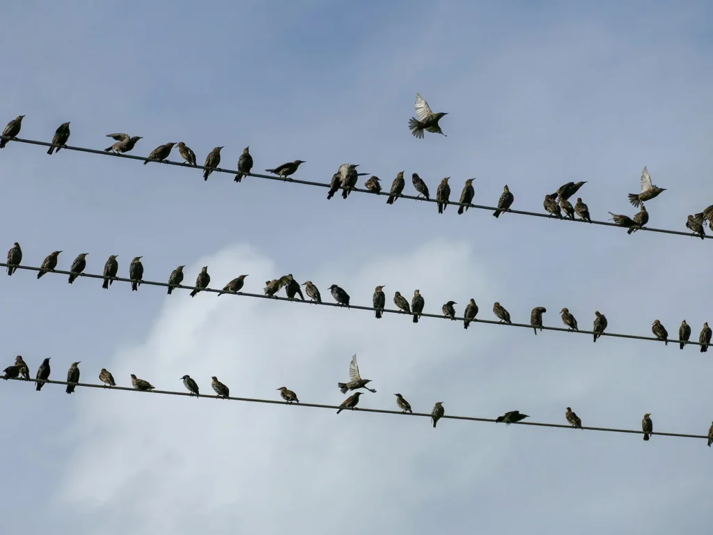 birds-on-power-lines Kuşlar ve Elektrik Telleri