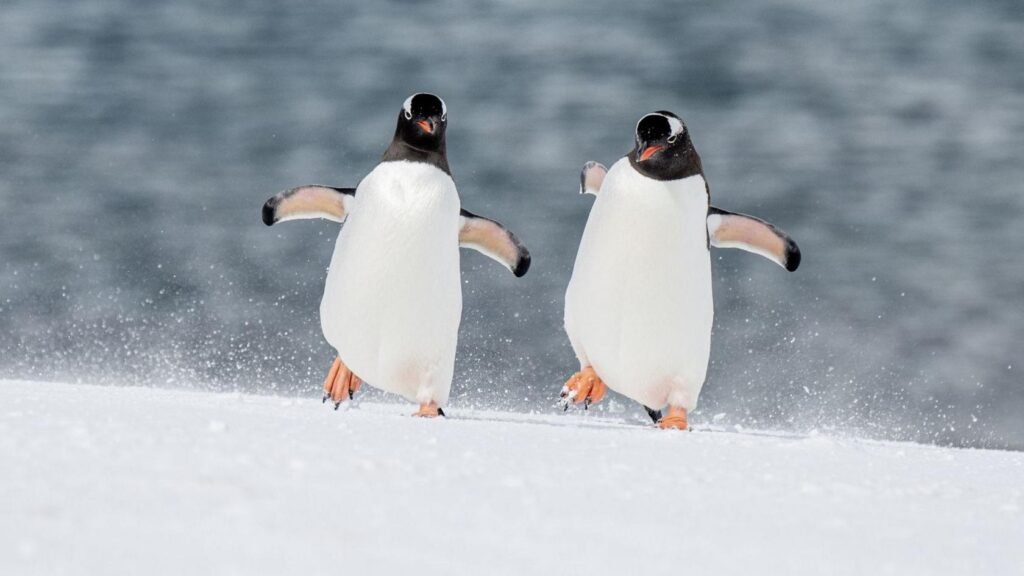gentoo penguen gentoo pengueni