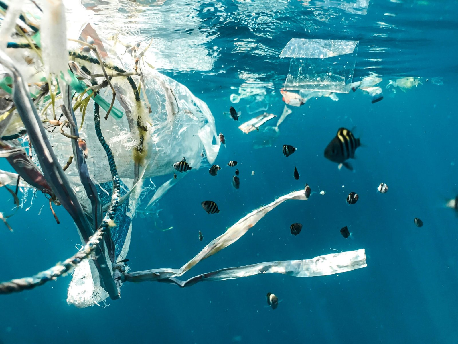 Deniz ekosistemi-plastik kirliliği