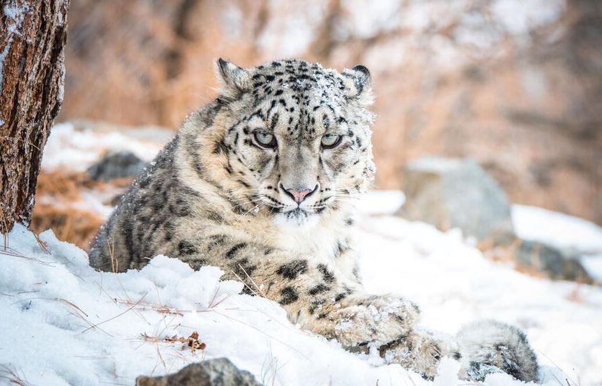 Kar Leoparı